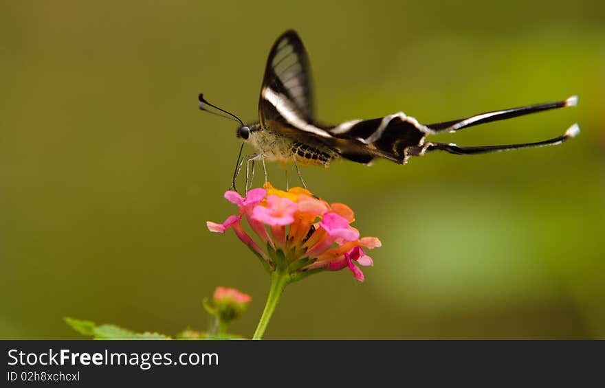 Lamproptera curius and pink flower