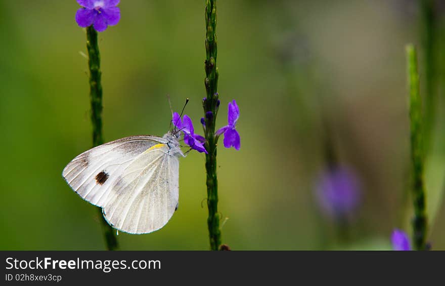 Pieris Rapae