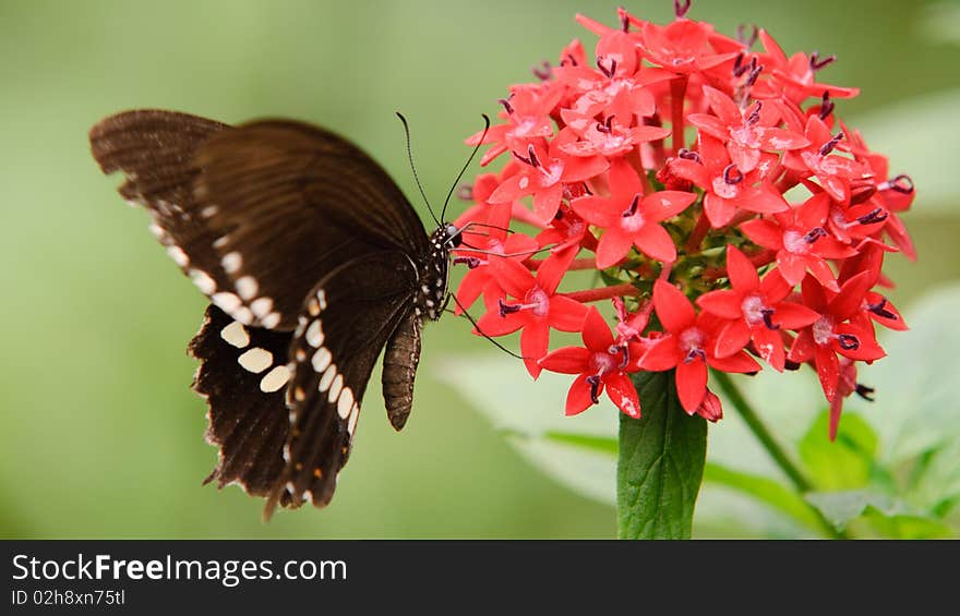 Flying butterfly