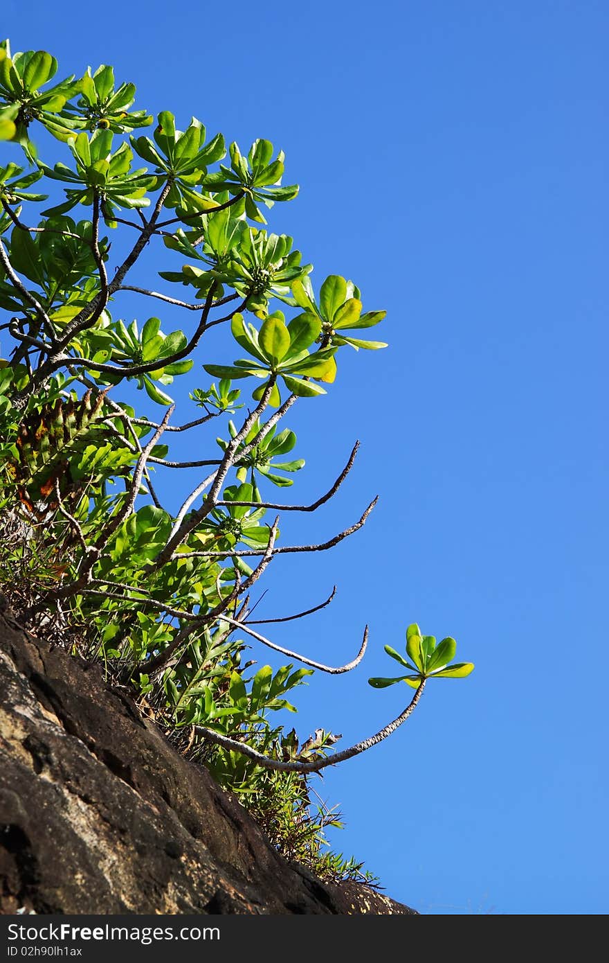 Beautiful scenery to grow plants in the areas of tropical coral reefs. Beautiful scenery to grow plants in the areas of tropical coral reefs.