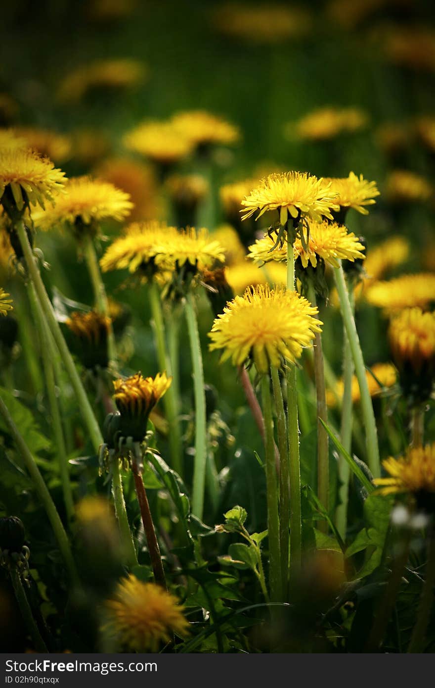 Photo of dandelions during a spring day in Cluj - Napoca , Romania