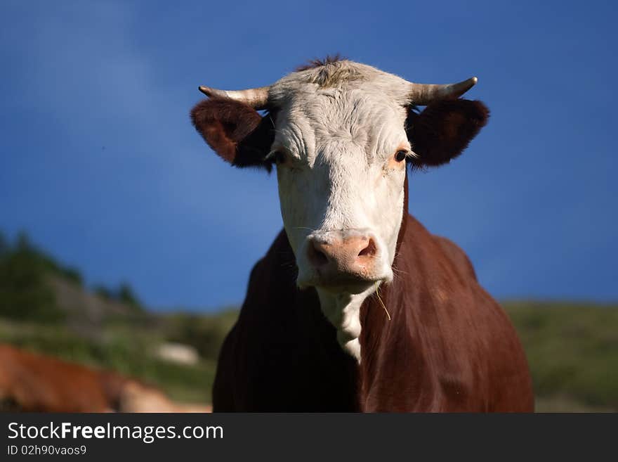 Cow in a prairie