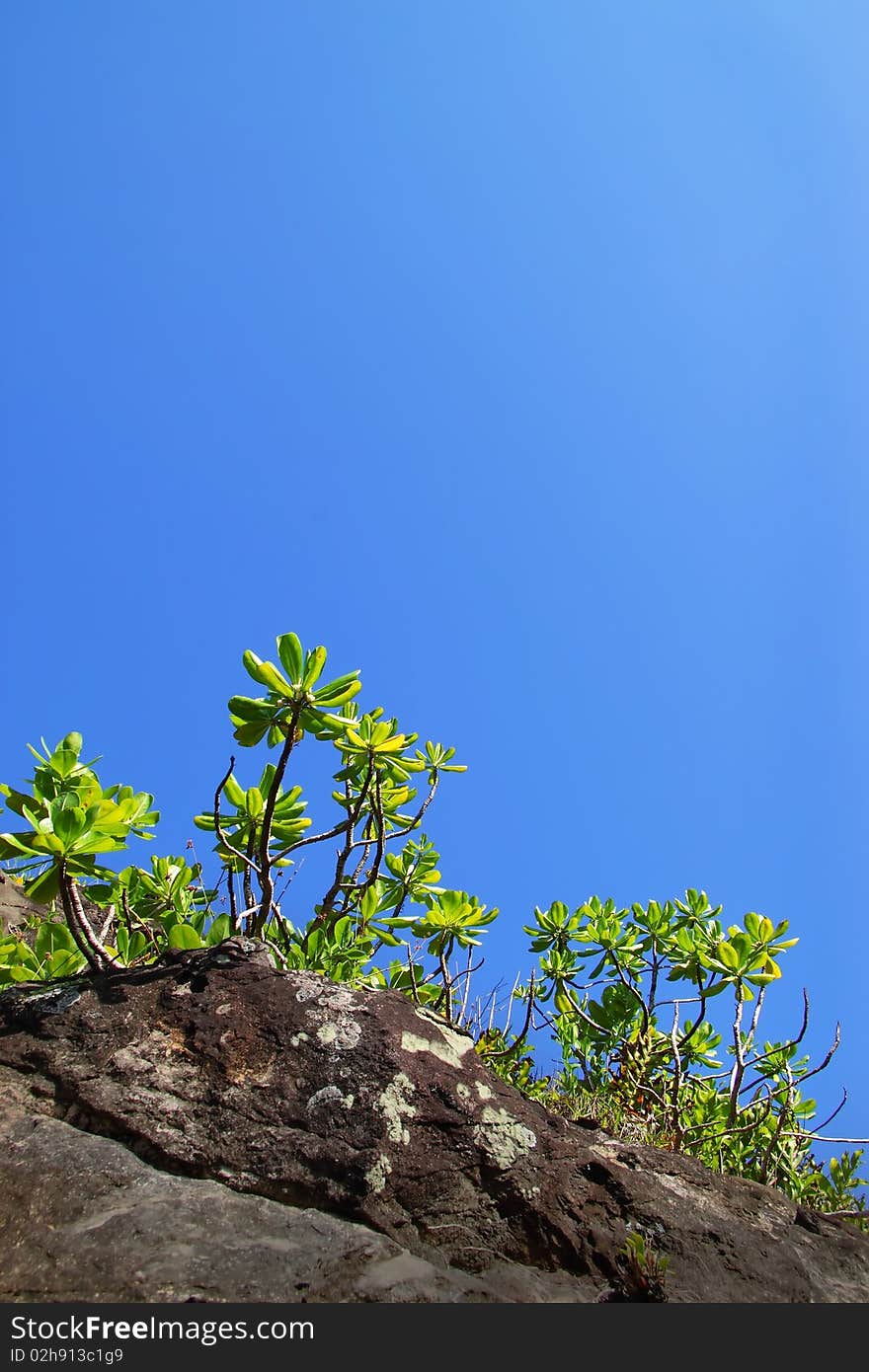 Beautiful scenery to grow plants in the areas of tropical coral reefs. Beautiful scenery to grow plants in the areas of tropical coral reefs.