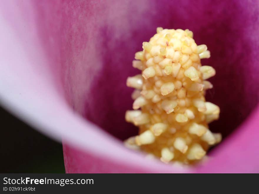 Closeup with calla lily flower inside
