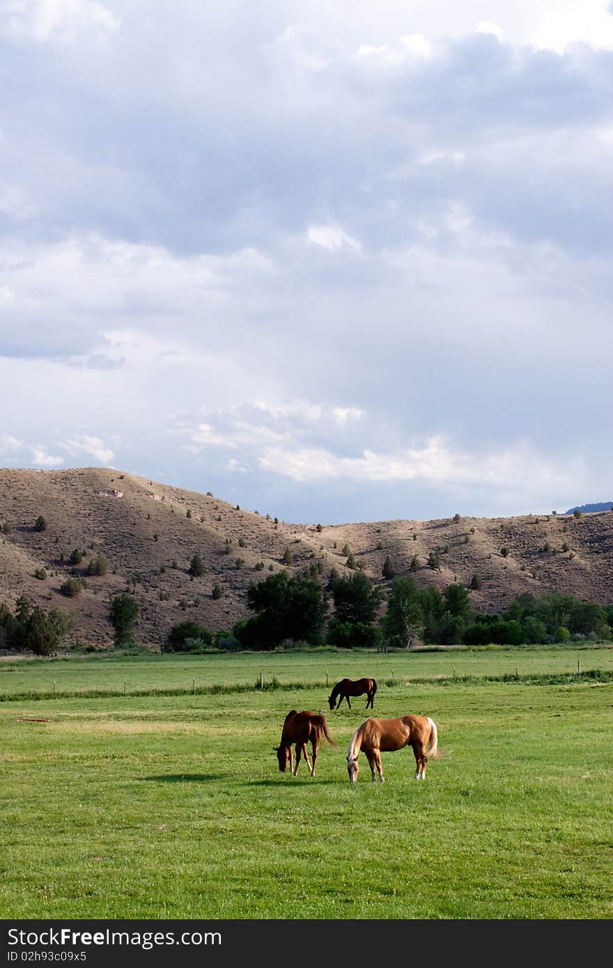 Horses grazing on an open field