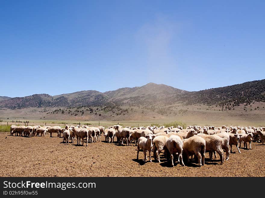 Sheep Herding