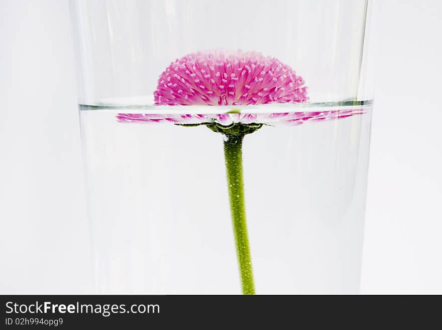 Pink flower floating in water on white