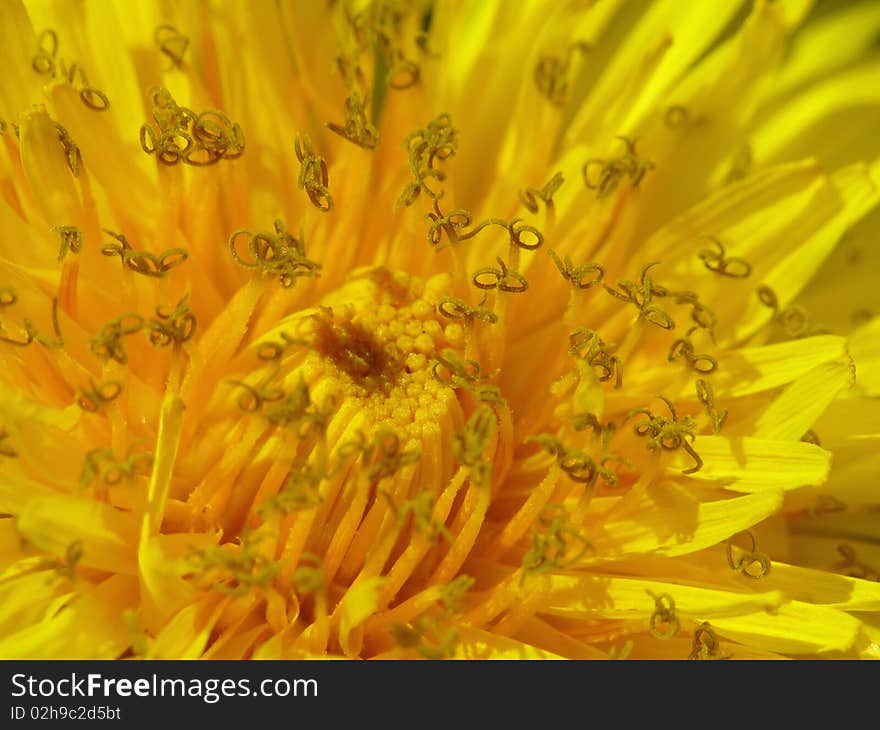 Yellow dandelion flower blossom closeup. Yellow dandelion flower blossom closeup