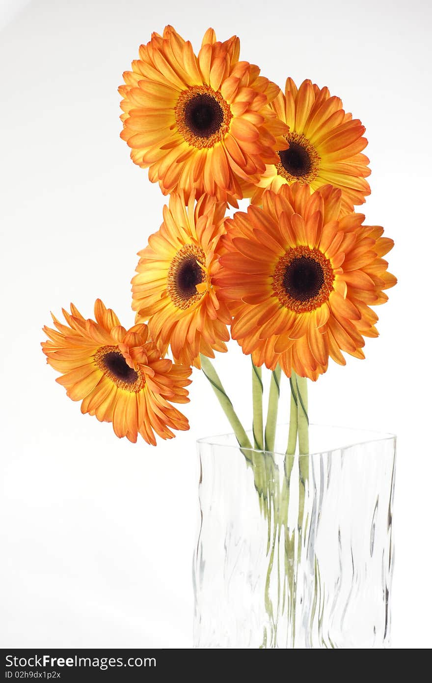 Five gerber stand in a glass square vase