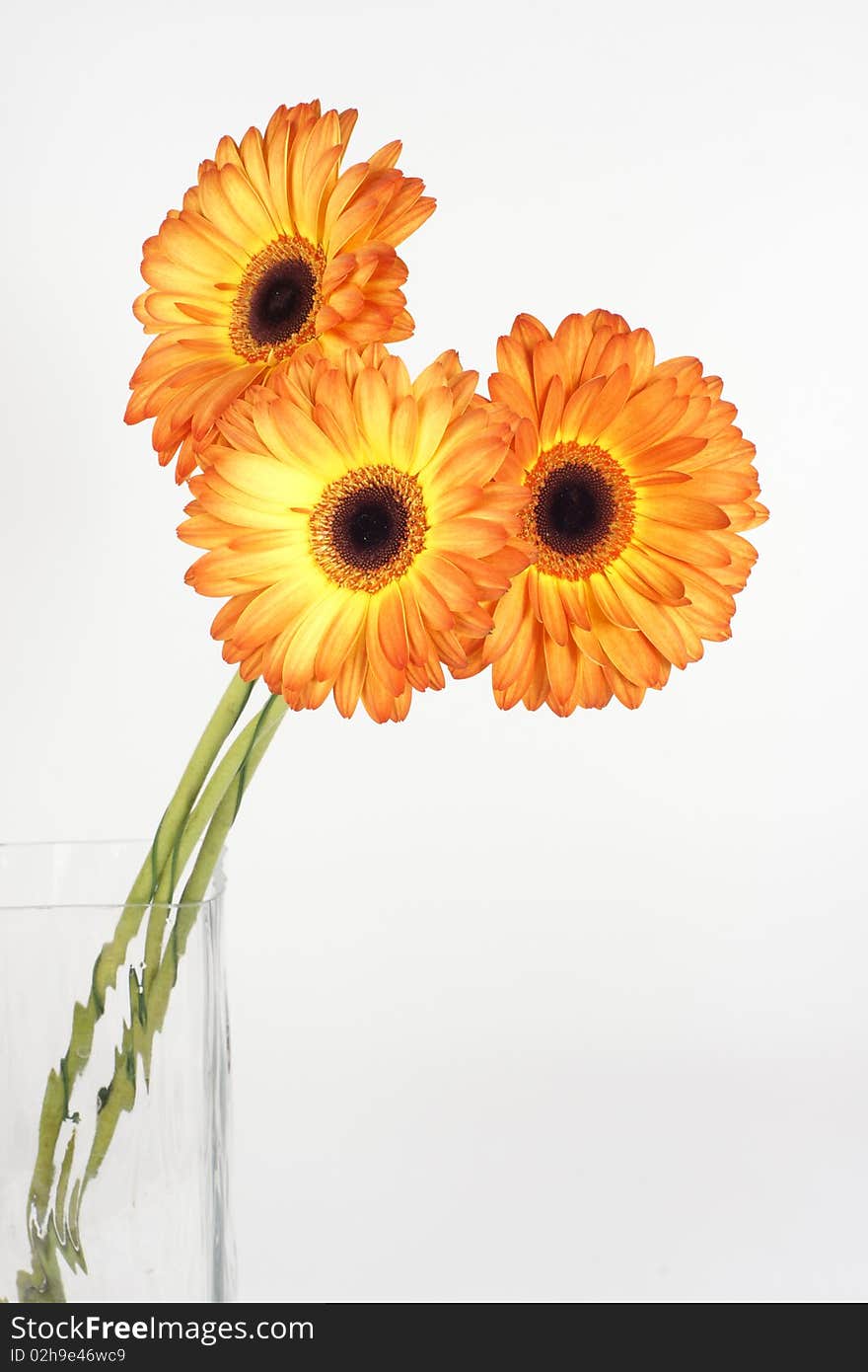 Three gerbera stand in a glass square vase