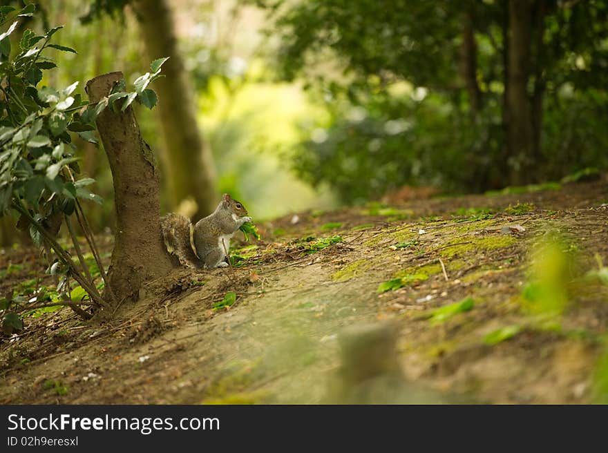 Squirrel in woods having a lunch break with copy space.