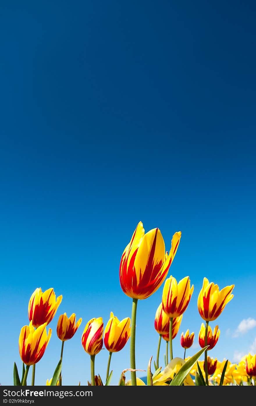 Red and Yellow flowering tulips growing in spring and surrounded by yellow and purple flowers. Photographed against a bright blue summer sky. Red and Yellow flowering tulips growing in spring and surrounded by yellow and purple flowers. Photographed against a bright blue summer sky.