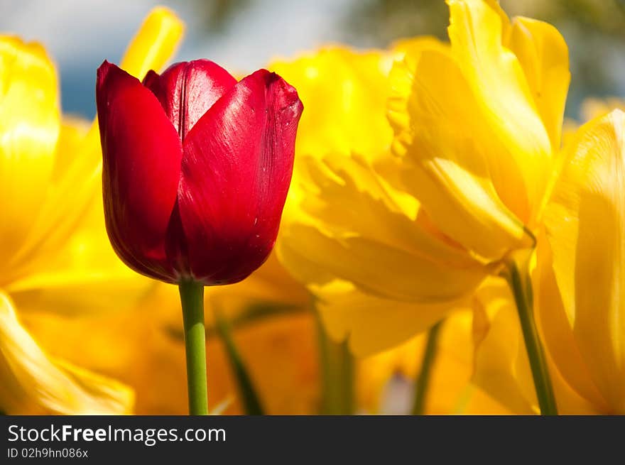 Red and Yellow flowering tulips growing in spring and surrounded by yellow flowers. Red and Yellow flowering tulips growing in spring and surrounded by yellow flowers.