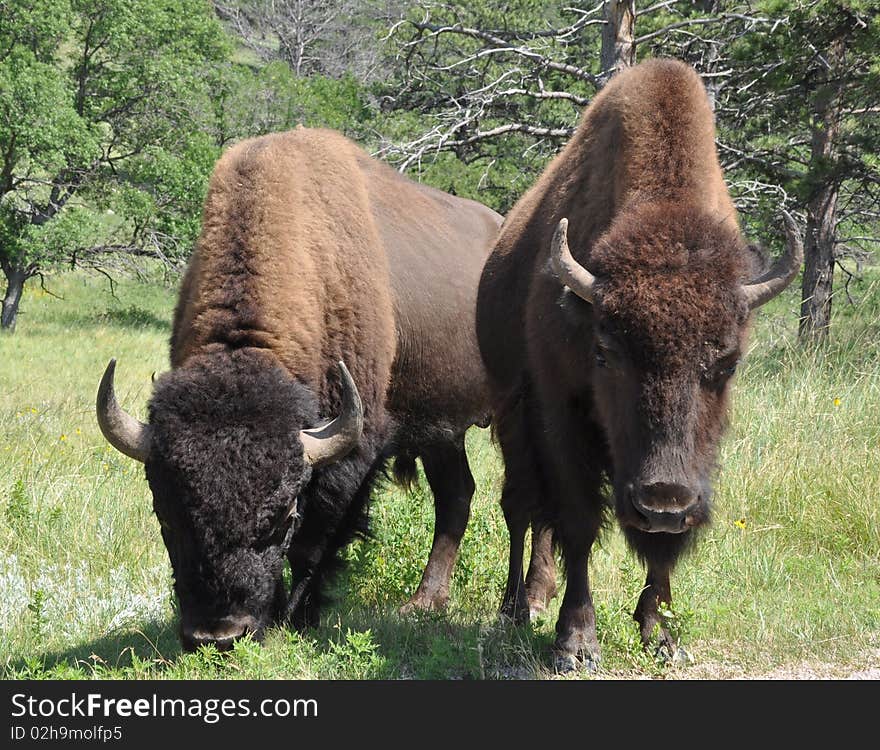 Two Buffalo grazing on the prairie. Two Buffalo grazing on the prairie.