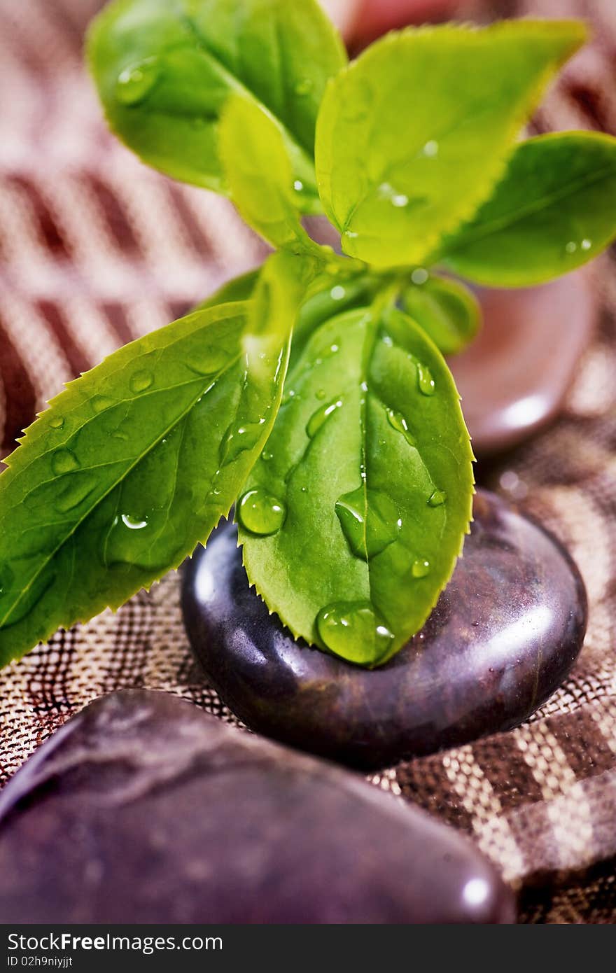 Spa treatment - relax with rocks and green plant. Spa treatment - relax with rocks and green plant