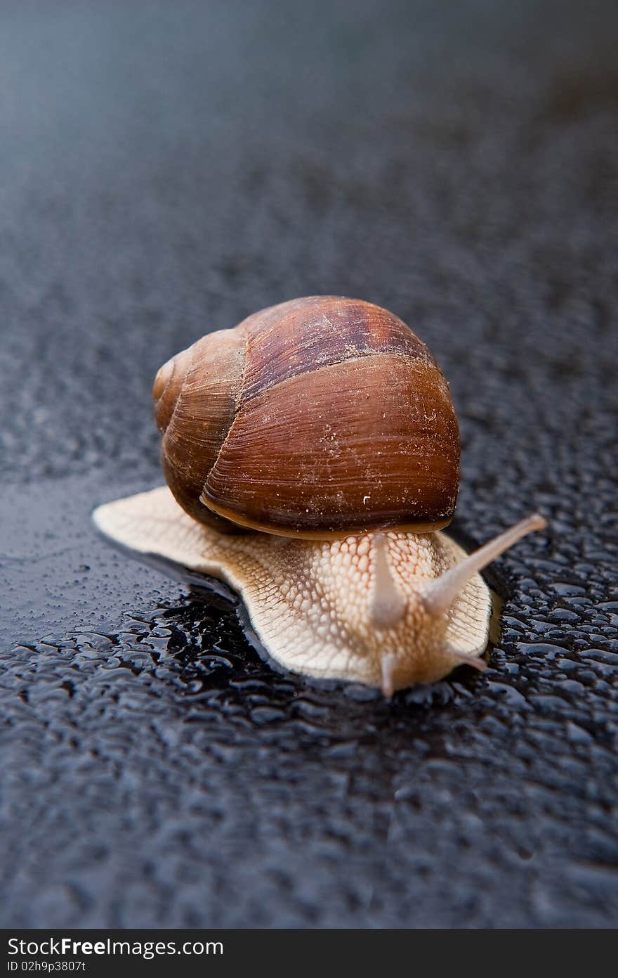 Moving slug on a wet black surface