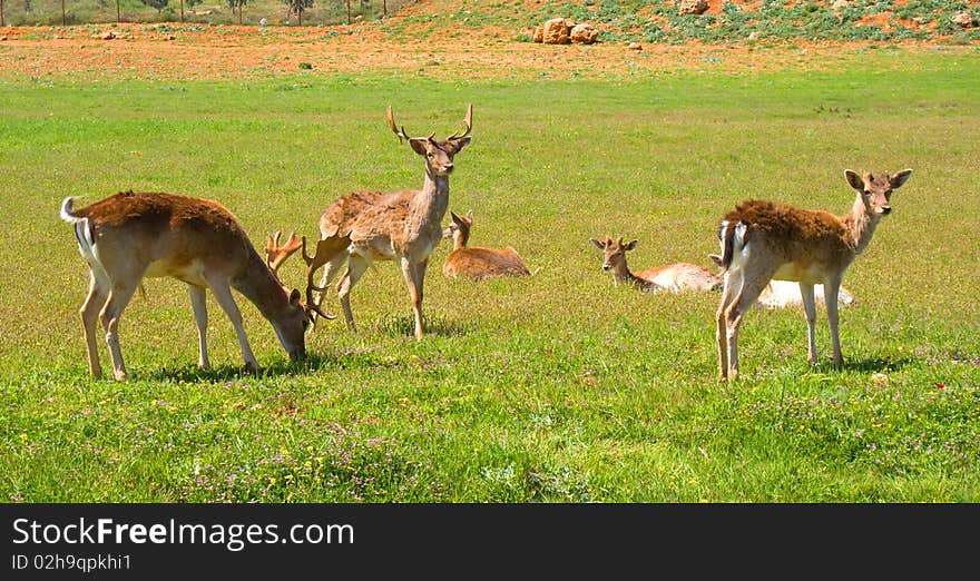 Deer grazing on a field of fresh green grass