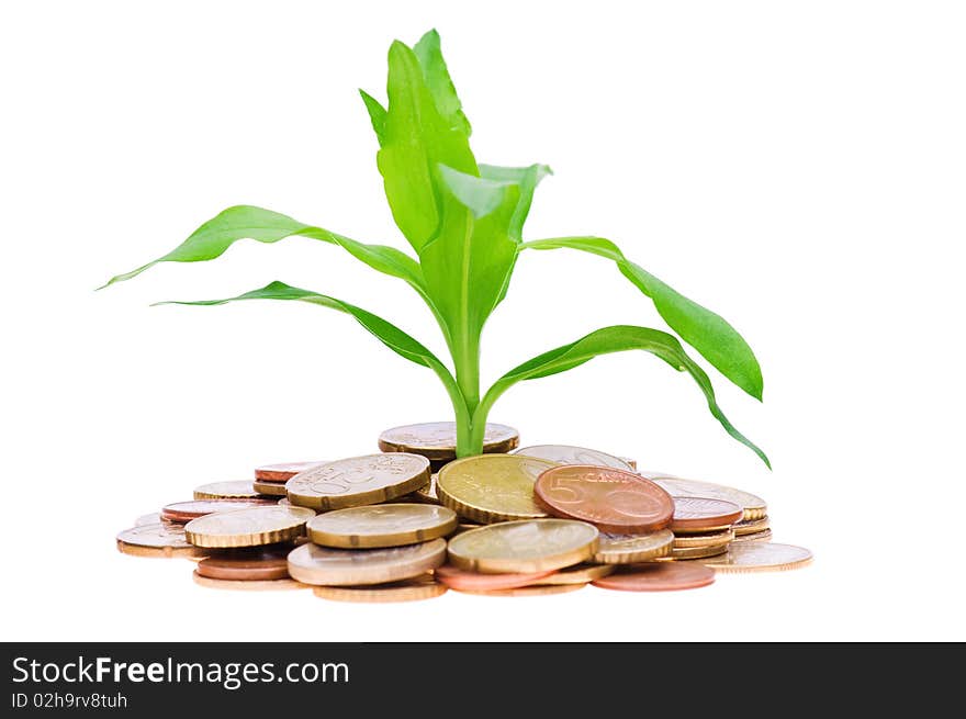 Coins and plant, isolated on white background