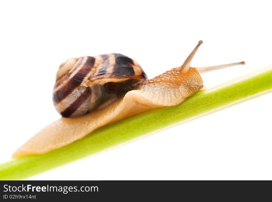 Big garden snail isolated on a white background