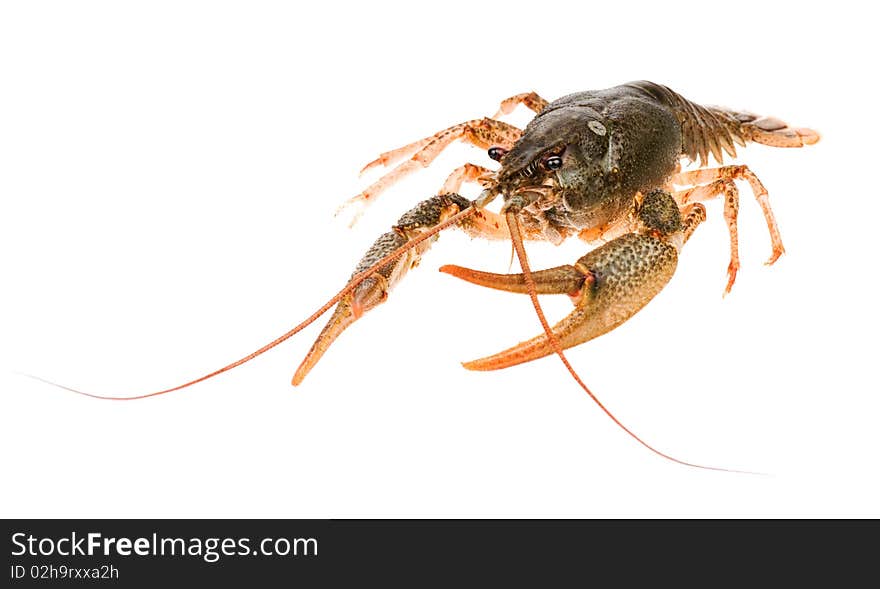 Big alive crayfish isolated on white background