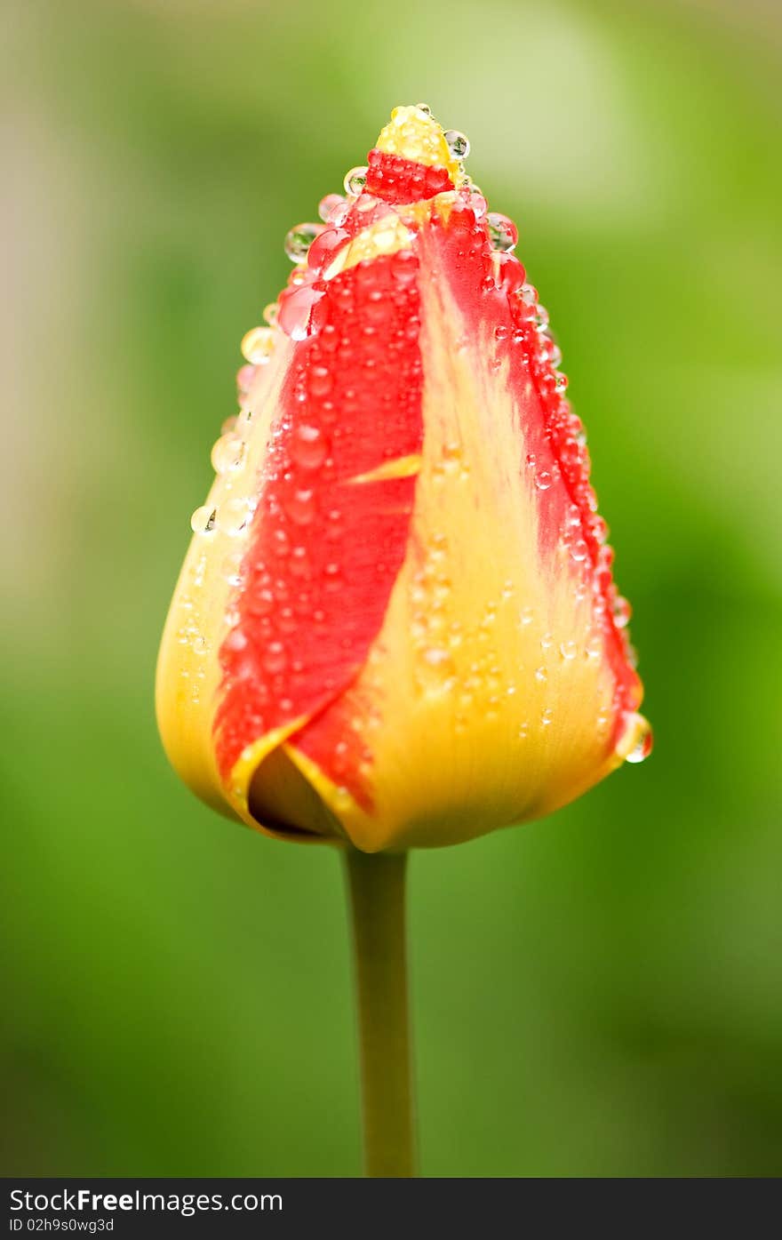 Beautiful springtime tulip on a green background