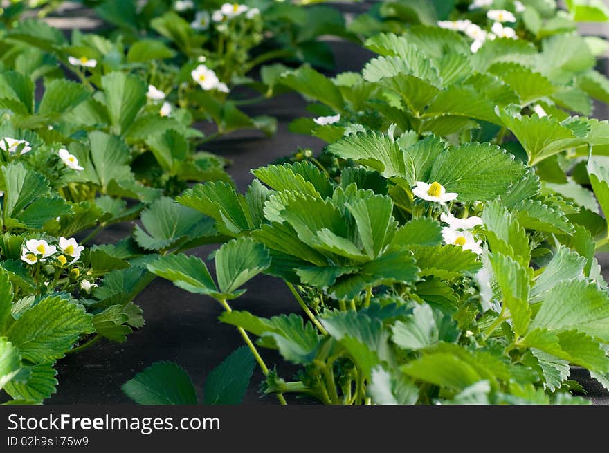 Strawberry blossoms