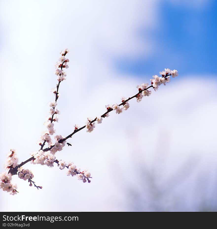 Blossoms against blue sky.