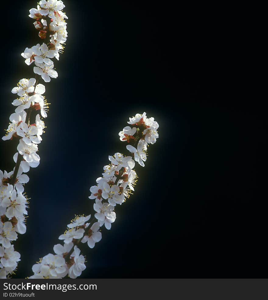 The branch of tree covered with spring blossoms against black backgrounds. No sharpening has been applied. The branch of tree covered with spring blossoms against black backgrounds. No sharpening has been applied.