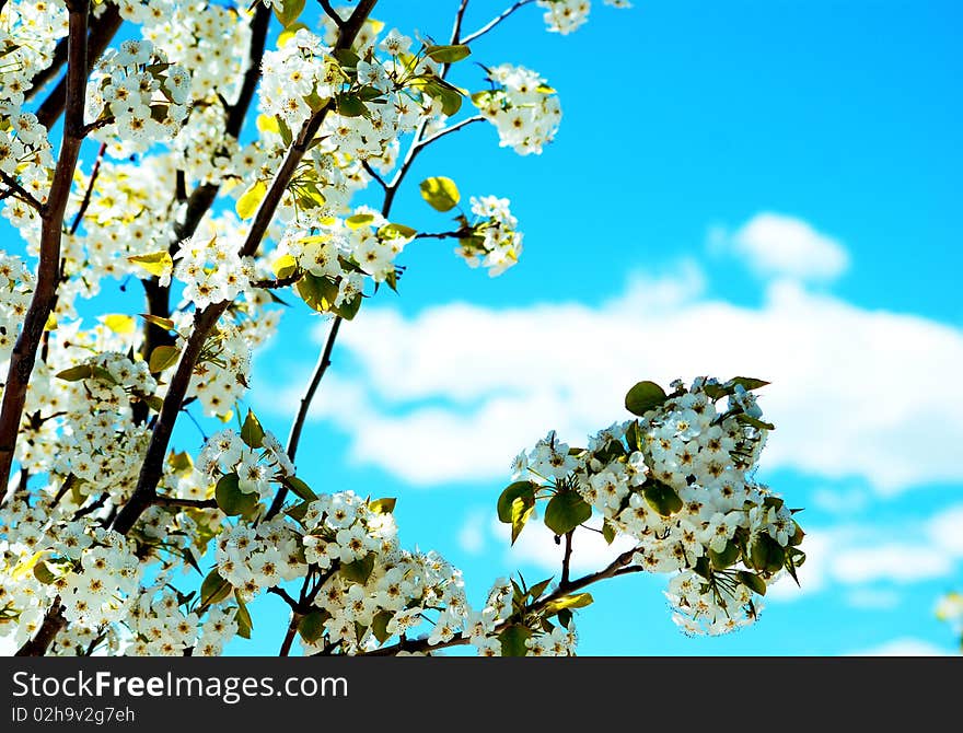 Blooming flowers, Bright sky