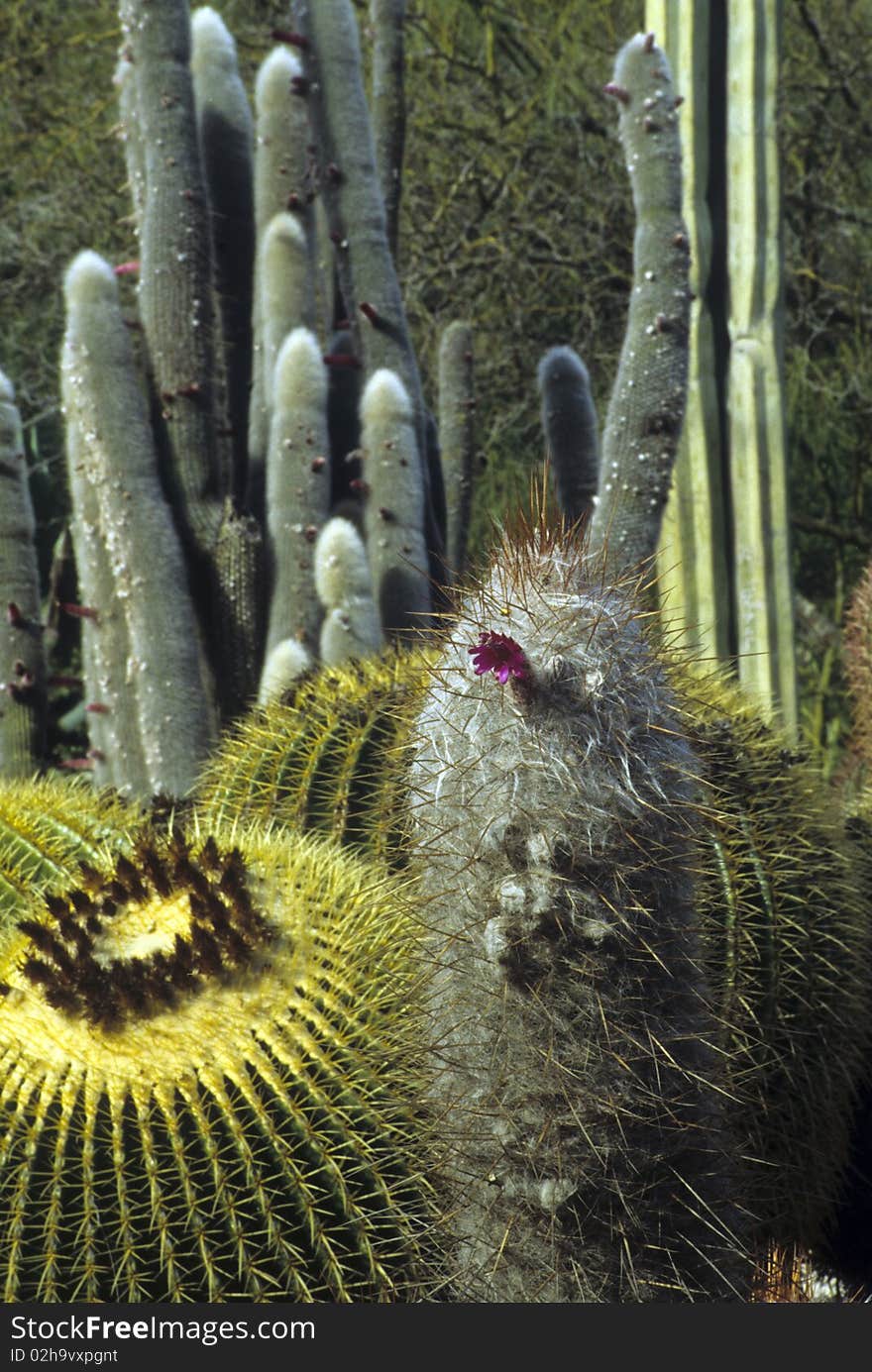 Xeriscape gardening in a desert climate. Xeriscape gardening in a desert climate