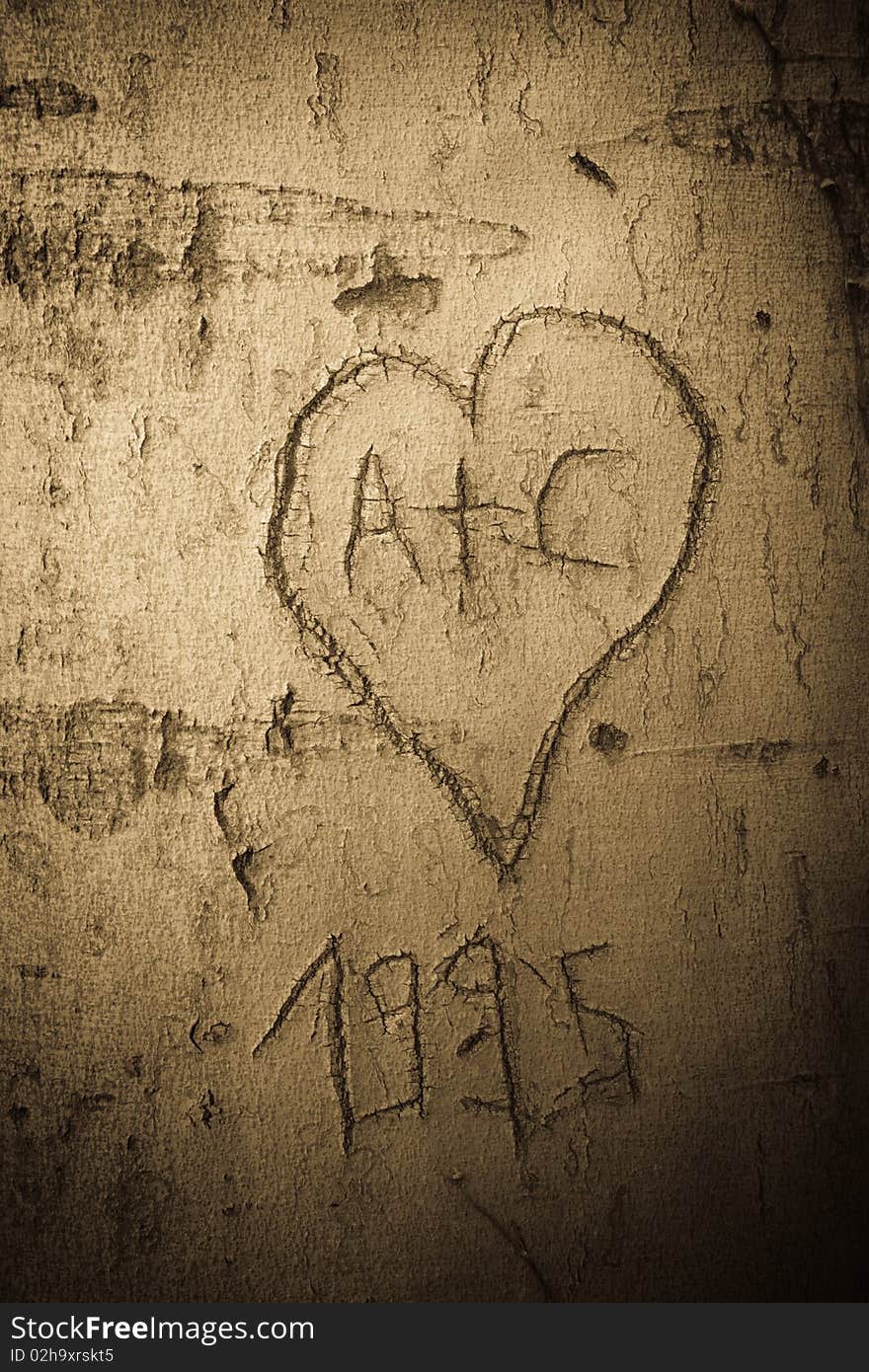 A heart, cut in the tree long time ago. A heart, cut in the tree long time ago