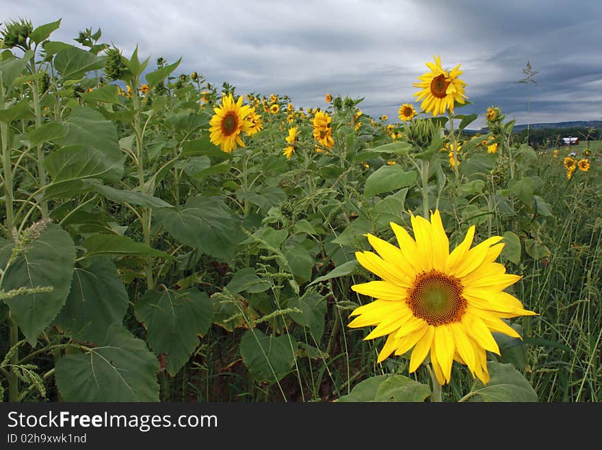 Sunflowers Before The Storm