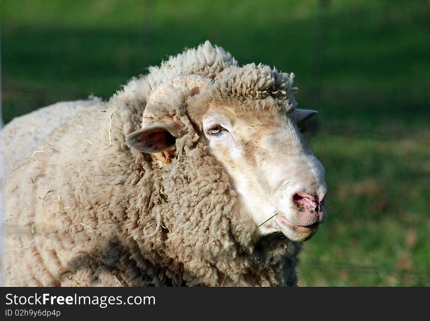 Ram at a farm in the Hudson Valley New York. Ram at a farm in the Hudson Valley New York.