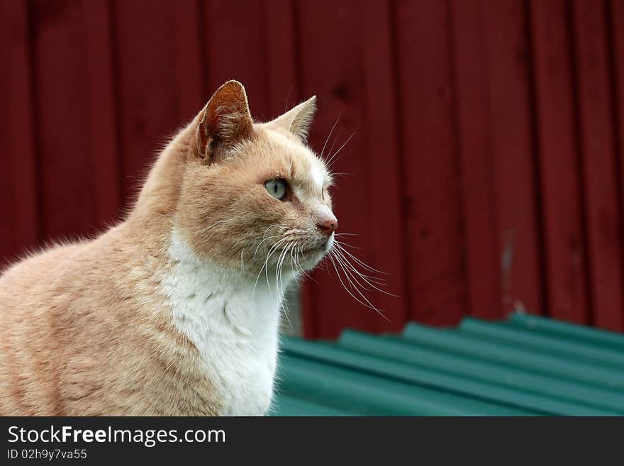 Green eyed cat in spring at a Hudson Valley New York Farm.