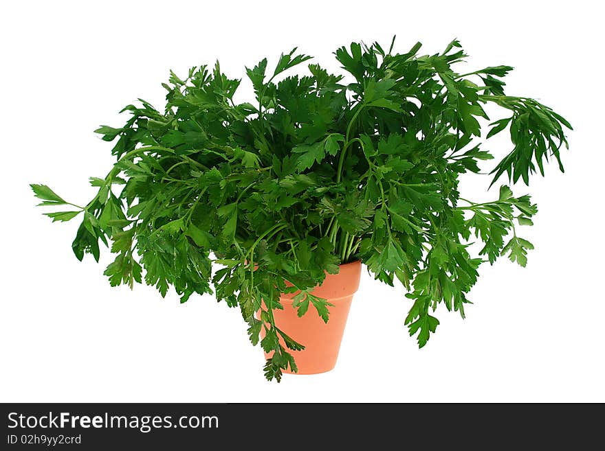 Parsley branches in a ceramic pot for sprouts on a white background.