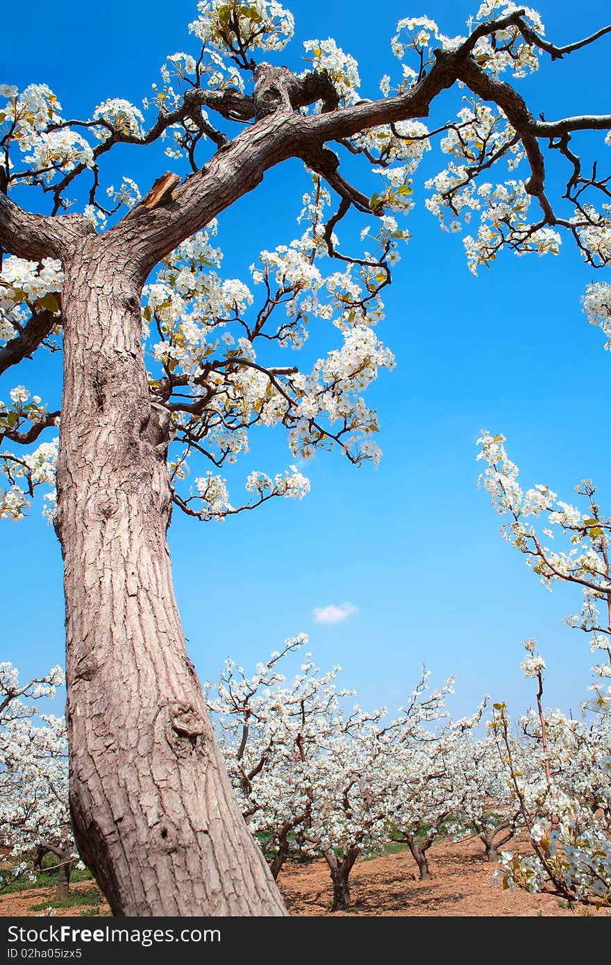 Spring pear orchard in China