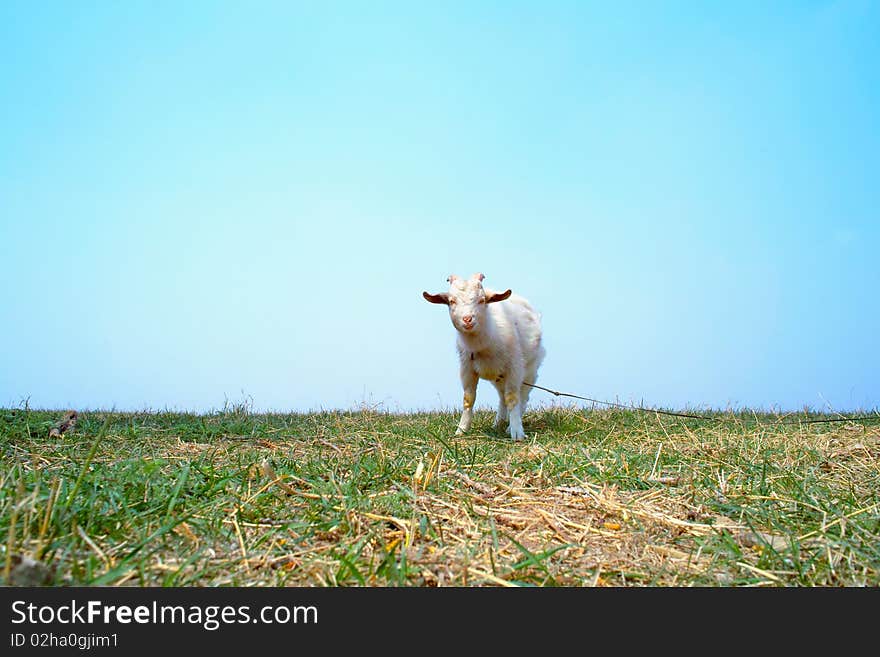 Goat on meadow in spring