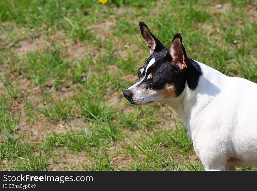 Rat Terrier Dog