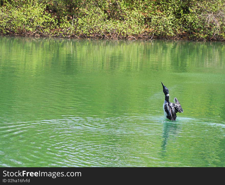 Loon Bird Posing