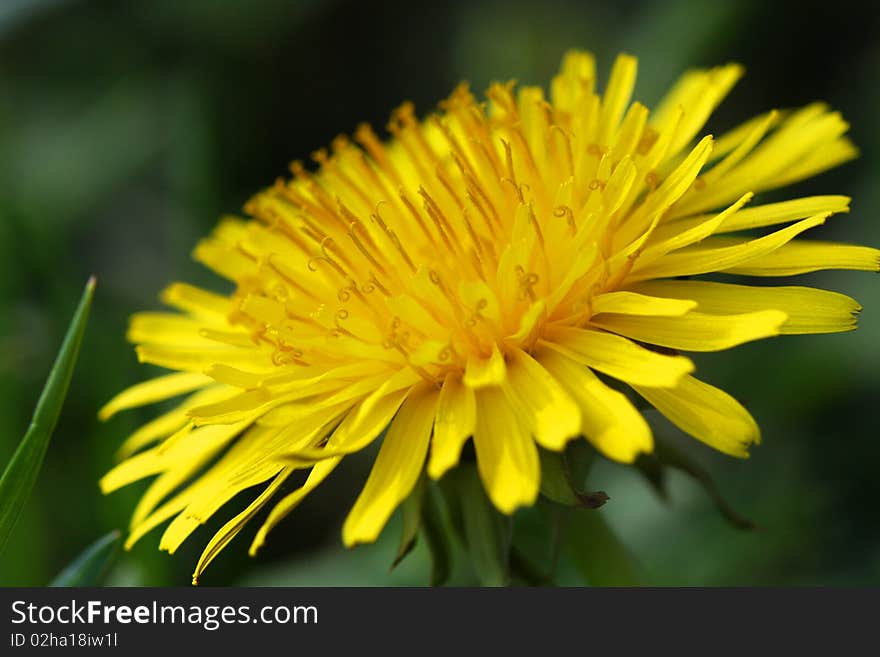 A Dandelion Flower Close-up. A Dandelion Flower Close-up