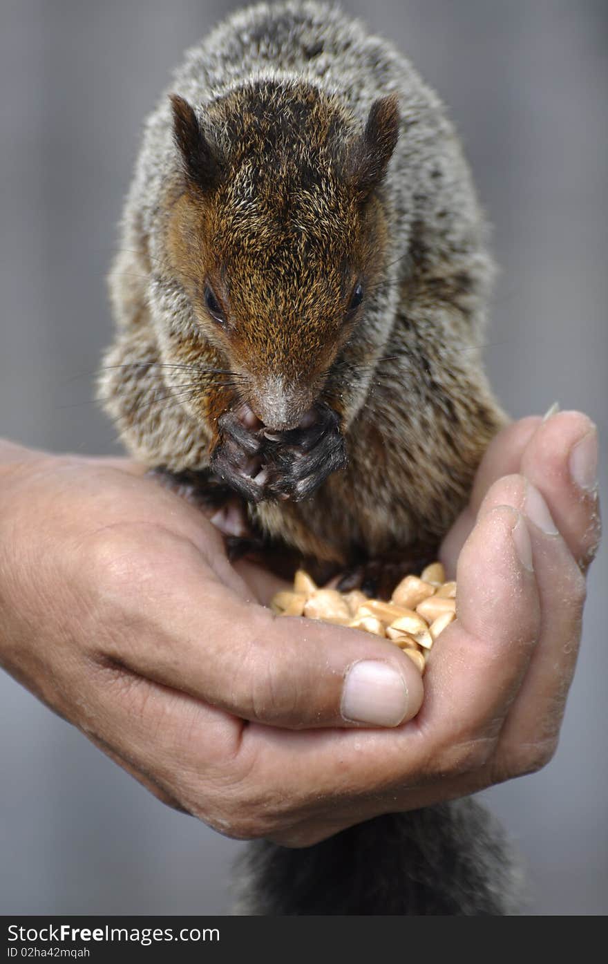 Squirrel eating nuts in the hand