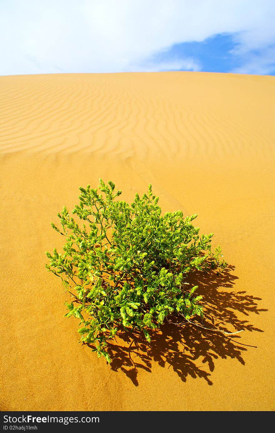 To see a world in a grain of sand, And a heaven in a wild flower. Tourist Resort Kubuqi desert to watch the natural landscape and experience the Mongolian style based mainly white Shahai tone.It is located in Chifeng City, Inner Mongolia Wengniute Banner ondor Tsog hematoxylin territory, 118 kilometers away from the Chifeng City, is away from the Beijing-Tianjin-Hebei Liaoning and other provinces and municipalities set the recent desert, grassland, Qifeng, rock formations, lakes, secondary source of integrated tourism area is watch and experience the natural wonders of a good place for a Mongolian-style. To see a world in a grain of sand, And a heaven in a wild flower. Tourist Resort Kubuqi desert to watch the natural landscape and experience the Mongolian style based mainly white Shahai tone.It is located in Chifeng City, Inner Mongolia Wengniute Banner ondor Tsog hematoxylin territory, 118 kilometers away from the Chifeng City, is away from the Beijing-Tianjin-Hebei Liaoning and other provinces and municipalities set the recent desert, grassland, Qifeng, rock formations, lakes, secondary source of integrated tourism area is watch and experience the natural wonders of a good place for a Mongolian-style.