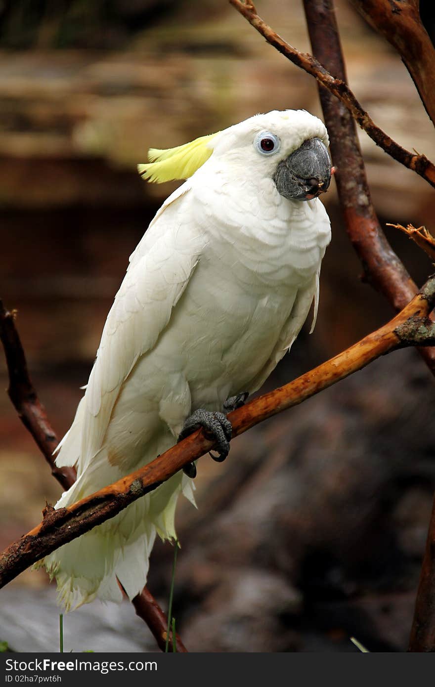 White large tropical parrot sit on a branch