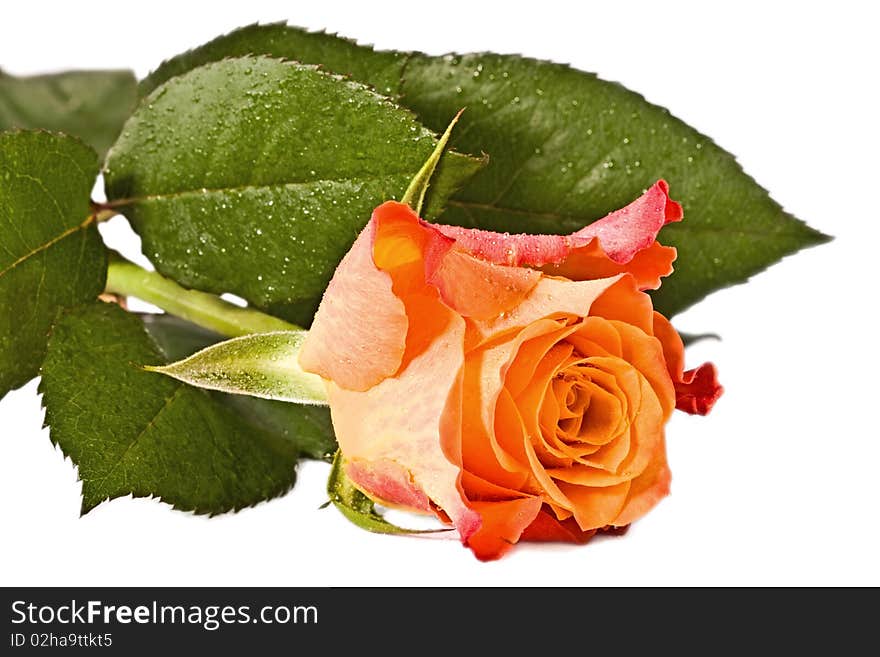 Bud, flower, bright rose on a white background