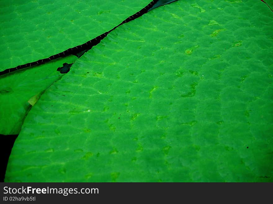 Victoria amazonica (Amazon Waterlily)