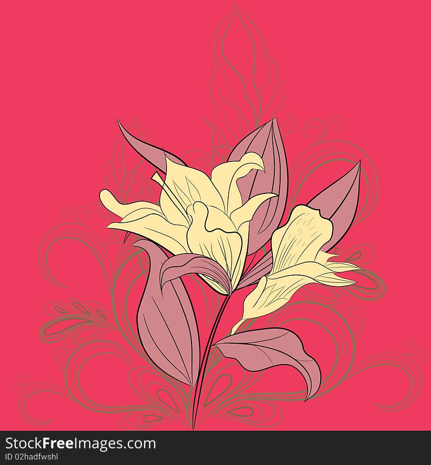 Lily flowers on pink backgrounds