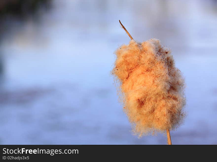 Reed cigar in the open field. At the start of spring they pop open and releasing their seeds.