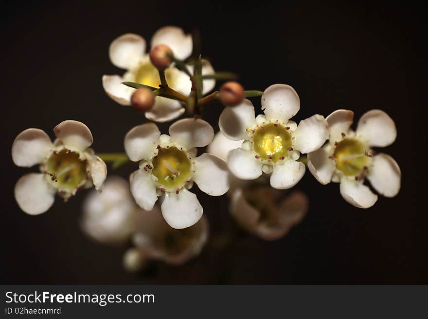 White Chamelaucium flowers against a dark background