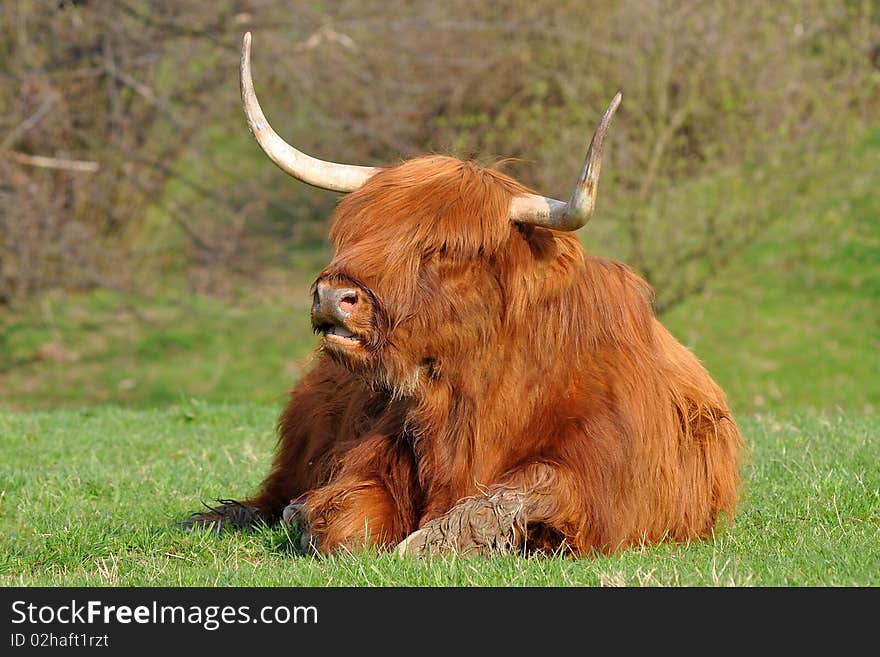 Cow of highland cattle