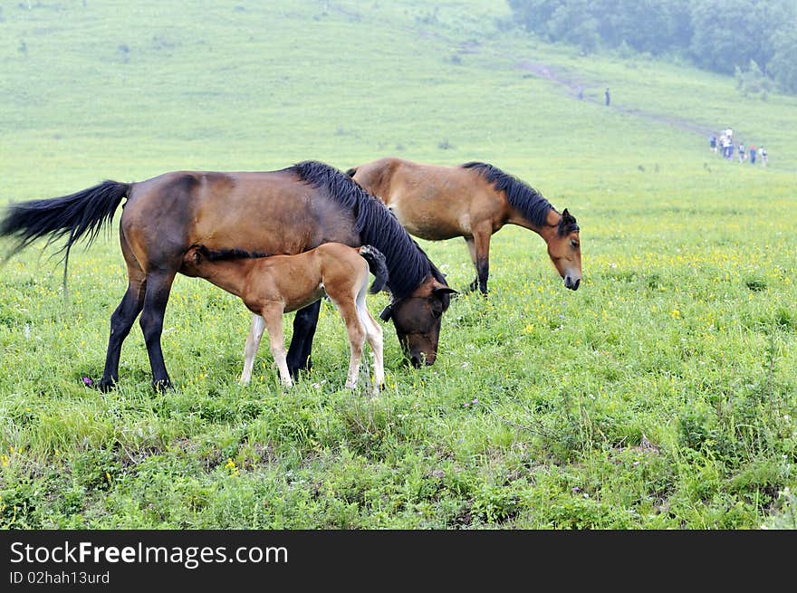 Beijing Ling Mountain grasslands horse. Beijing Ling Mountain grasslands horse.